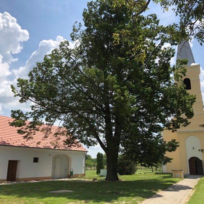 Szárnyas Kft.